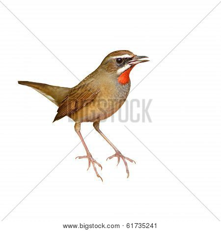 Siberian Rubythroat Bird