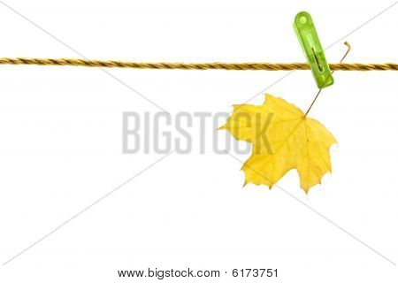 Keltainen Maple Leaf