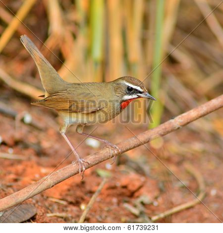 Siberian Rubythroat Bird