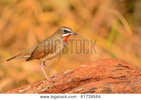 Siberian Rubythroat Bird