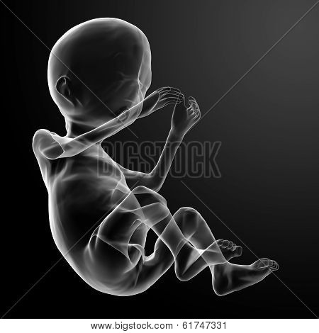 Human Fetus