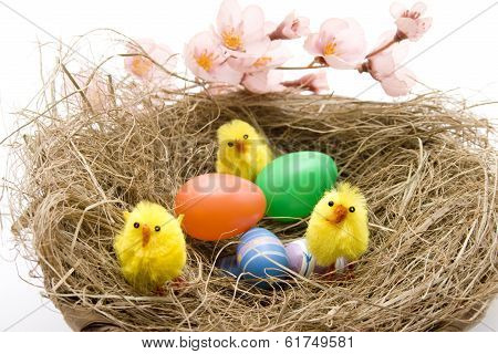 Easter fledglings with eggs in the nest