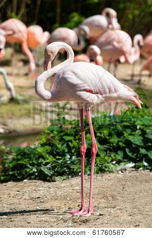 Greater Flamingo