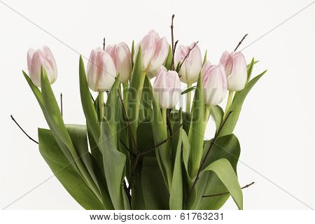 Delicate rose bouquet of tulips