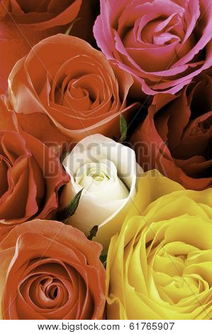 Macro colorful rose petals