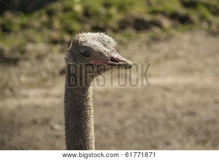 Ostrich Head