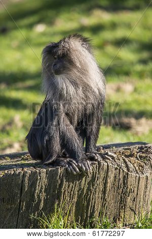 Lion-tailed Macaque