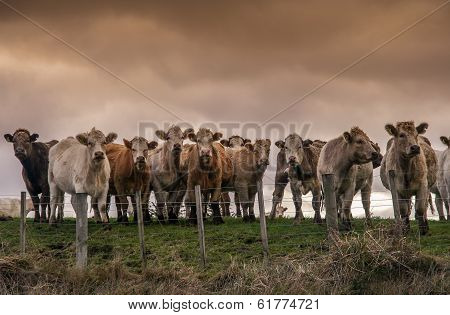 Curious cows
