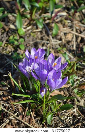 Crocus tommasinianus
