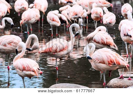 Flamingos Have Arrived, San Climente, Argentina