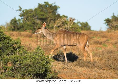 Kudu femmina