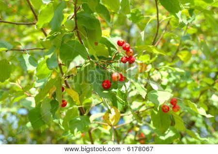Wild Red juoksutetta (apple).