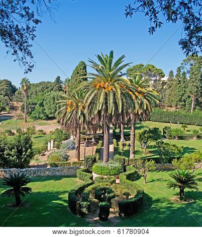 Monserrato Palms