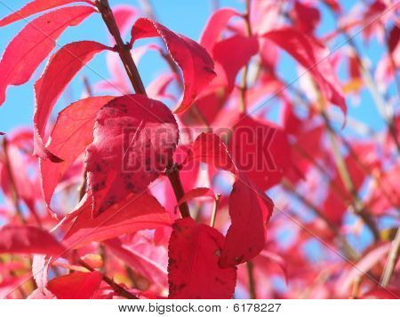 Red fall leaves