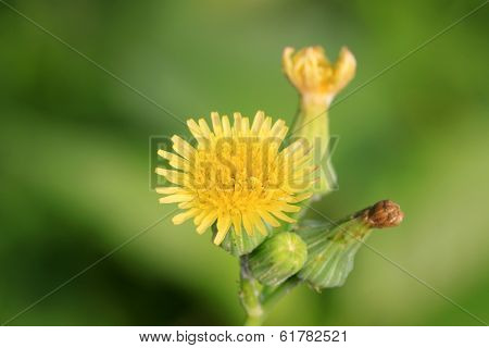 Ixeris Chinensis