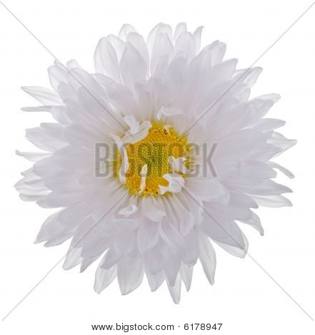 Kina Aster