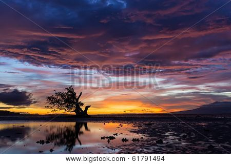 Spectacular sunset in the Philippines on the island of Siquijor with a lone mangrove tree silhouetted against the fiery orange sky