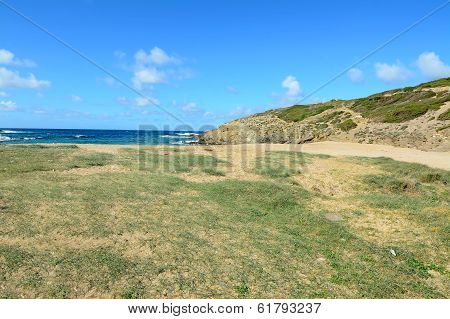 Sand And Plants