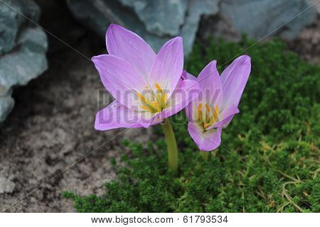 Colchicum