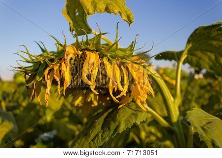 Field Of Yellow Sunflowers