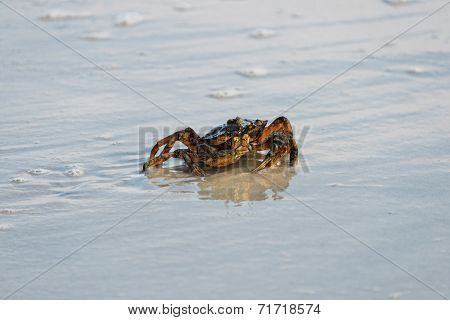 Little crab on a sandy beach