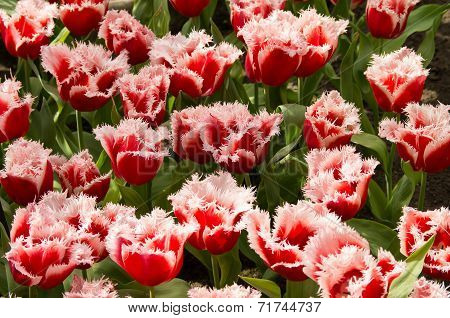 Santa Claus Tulips