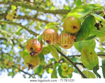 Cider Apples On Tree In Calvados Region