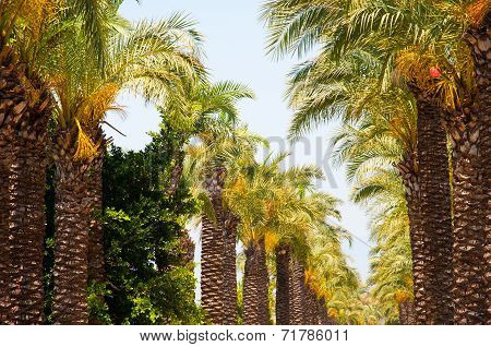 Tropical Gardens Of Finik Palms