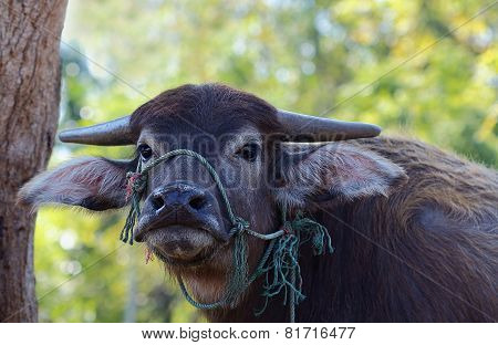 Water Buffalo