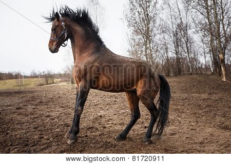 Running Horse