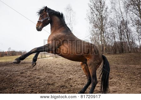 Running Horse