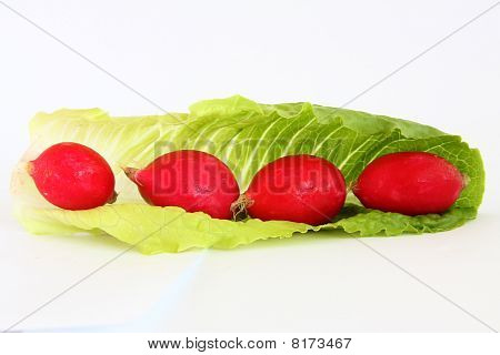 Radish And Lettuce