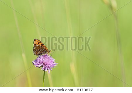 Melitaea motyl na purpurowy kwiat