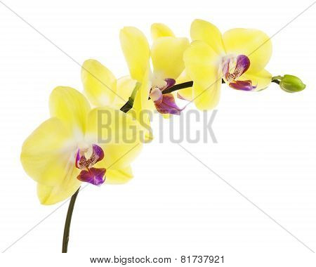 Blooming Twig Of Yellow Purple Orchid Isolated On White Background.