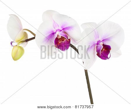 Blooming Twig Of White Purple Orchid Isolated On White Background.
