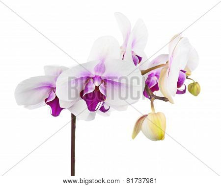 Blooming Twig Of White Purple Orchid Isolated On White Background.