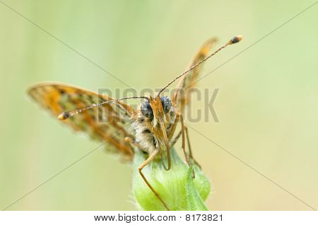 Melitaea motyl