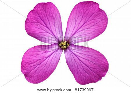 Single Violet Flower.closeup On White Background. Isolated .