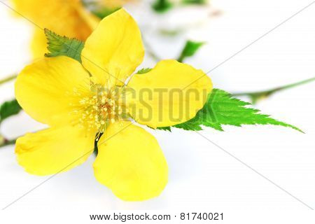 Single Marsh Marigold  Yellow Wildflowers Isolated  .