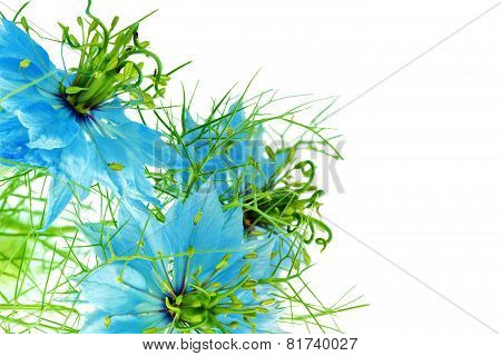 Nigella Damascena On White Background. Isolated. Close-up