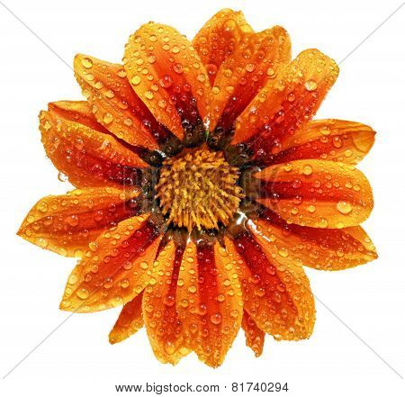 Single Flower Of Tiger Gazania With Drops. (splendens Genus Asteraceae).isolated.