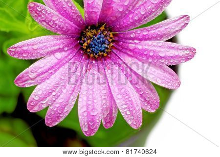 Single Flower Of Gazania With Drops. (splendens Genus Asteraceae).isolated.