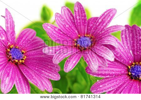 Flowers Of Gazania With Drops. (splendens Genus Asteraceae)