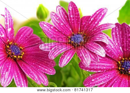Flowers Of Gazania With Drops. (splendens Genus Asteraceae)