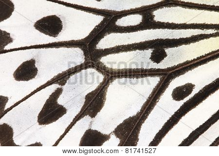 the Wing of Large Tree Nymphs butterfly,macro