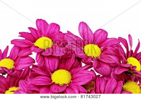 Beautiful violet dahlia flowers.