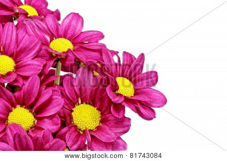 Beautiful violet dahlia flowers.