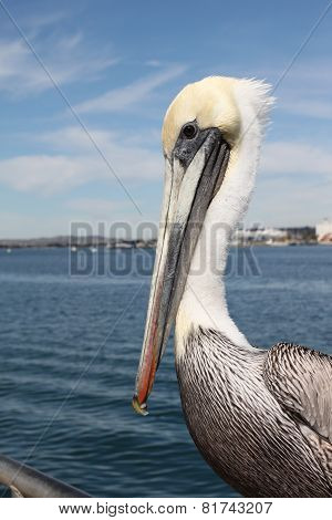 Pelican