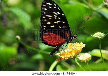 papillon doré Hélicon