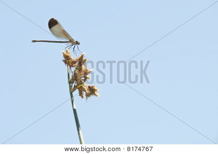 Femmina di damselfly Calopteryx haemorrhoidalis
